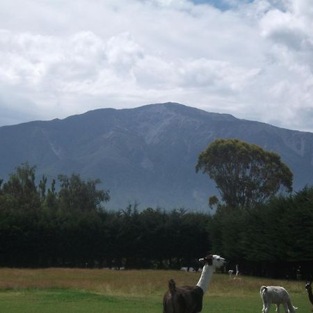 Wacky Stays - Unique Farm-Stay Glamping Rentals, Free Animal Feeding Tours Kaikoura Exterior foto